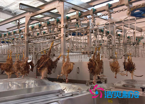 肉雞屠宰之后需要直接入速凍庫(kù)嗎？-浩爽制冷